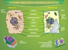  Биология - fgospostavki.ru - Муравленко