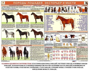 Комплект плакатов "Служебное коневодство" - fgospostavki.ru - Муравленко