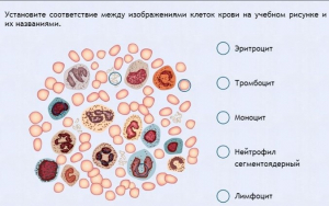 Интерактивные курсы. Биология 11 класс. Расширенный. - fgospostavki.ru - Муравленко