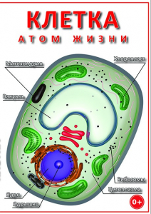 DVD "Клетка - "атом жизни" - fgospostavki.ru - Муравленко