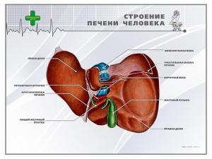 Стенд "Строение печени человека" - fgospostavki.ru - Муравленко