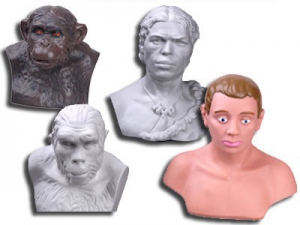 Комплект палеонтологических моделей "Происхождение человека" - fgospostavki.ru - Муравленко