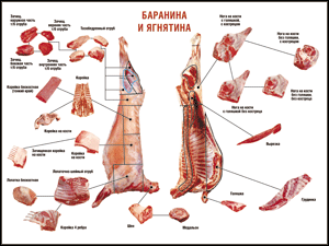 Таблица "Правила разделки мясных туш. Баранина и ягнятина" (100х140 сантиметров, винил) - fgospostavki.ru - Муравленко