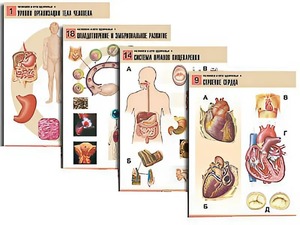 Комплект таблиц по биологии демонстрационных "Человек и его здоровье 1" (20 таблиц, формат А1, ламинированные) - fgospostavki.ru - Муравленко
