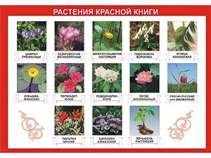 Таблица демонстрационная "Растения Красной книги" (винил 70*100) - fgospostavki.ru - Муравленко