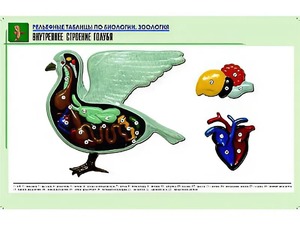 Рельефная таблица "Внутреннее строение голубя" (формат А1, матовое ламинирование) - fgospostavki.ru - Муравленко
