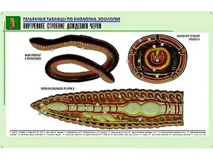 Рельефная таблица "Внутреннее строение дождевого червя" (формат А1, матовое ламинирование) - fgospostavki.ru - Муравленко