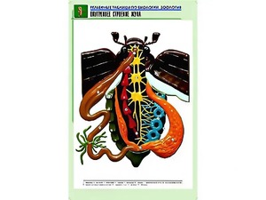 Рельефная таблица "Внутреннее строение жука" (формат А1, матовое ламинирование) - fgospostavki.ru - Муравленко
