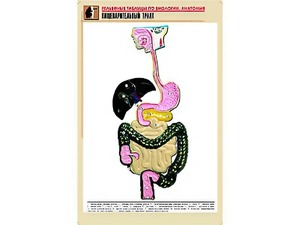 Рельефная таблица "Пищеварительный тракт" (формат А1, матовое ламинирование) - fgospostavki.ru - Муравленко