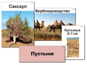 Модель-аппликация "Природные зоны России" (ламинированная) - fgospostavki.ru - Муравленко