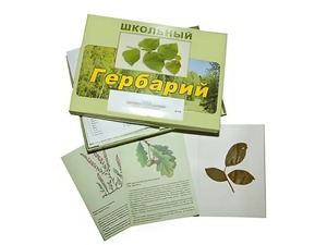 Гербарий "Дикорастущие растения" (30 видов, с иллюстрациями) - fgospostavki.ru - Муравленко