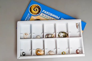 Коллекция "Раковины моллюсков" - fgospostavki.ru - Муравленко