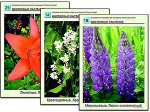 Гербарий фотографический "Основные группы растений" - fgospostavki.ru - Муравленко
