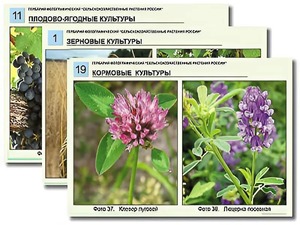 Гербарий фотографический "Сельскохозяйственные растения России" - fgospostavki.ru - Муравленко