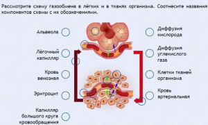 Интерактивные курсы. Биология 9 класс. Расширенный. - fgospostavki.ru - Муравленко
