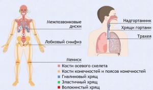 Интерактивные курсы. Биология 9 класс. Базовый. - fgospostavki.ru - Муравленко