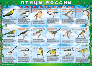 Комплект таблиц "Птицы России (4 листа)" (100х140 сантиметров, винил) - fgospostavki.ru - Муравленко