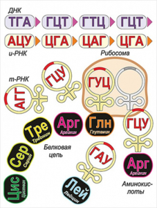 Модель-аппликация Биосинтез белка - fgospostavki.ru - Муравленко