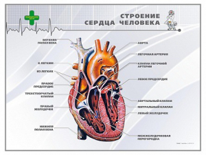 Стенд "Строение сердца человека" - fgospostavki.ru - Муравленко