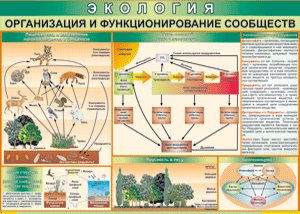Таблица "Организация и функционирование сообществ" (100х140 сантиметров, винил) - fgospostavki.ru - Муравленко