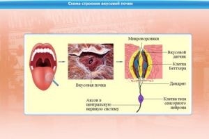 Интерактивные курсы. Биология 10 класс. Базовый. - fgospostavki.ru - Муравленко