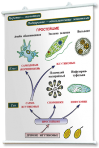Плакаты по биологии для оформления кабинета. - fgospostavki.ru - Муравленко