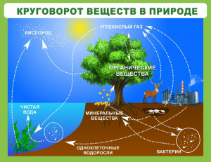 Стенд "Круговорот веществ" - fgospostavki.ru - Муравленко
