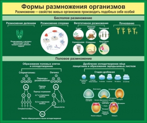 Стенд "Формы размножения организмов" - fgospostavki.ru - Муравленко