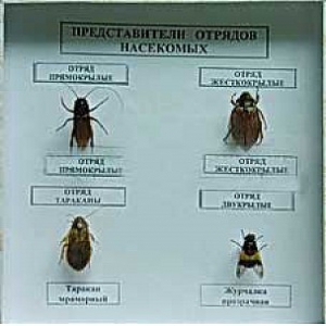 Коллекция энтомологическая "Представители отряда насекомых" - fgospostavki.ru - Муравленко