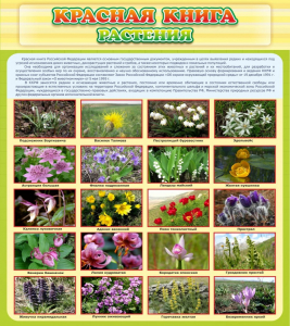 Стенд "Красная книга - растения" - fgospostavki.ru - Муравленко