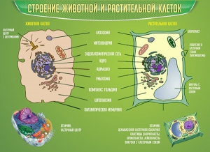 Стенд "Строение животной и растительной клеток" - fgospostavki.ru - Муравленко