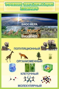 Стенд "Уровни организации живого" - fgospostavki.ru - Муравленко