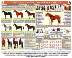 Комплект плакатов "Служебное коневодство" - fgospostavki.ru - Муравленко