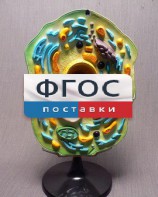 Модель "Клетка растения" - fgospostavki.ru - Муравленко