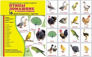 Демонстрационные карточки "Птицы домашние и декоративные" - fgospostavki.ru - Муравленко
