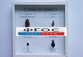 Коллекция "Семейство жуков" - fgospostavki.ru - Муравленко