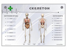 Электрифицированный стенд-тренажер "Скелетон" - fgospostavki.ru - Муравленко