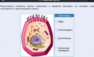 Интерактивные курсы. Биология 8 класс. Базовый - fgospostavki.ru - Муравленко