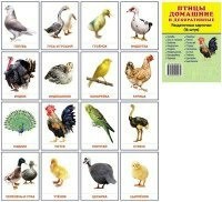 Раздаточные карточки "Птицы домашние и декоративные" - fgospostavki.ru - Муравленко