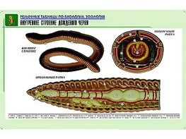 Рельефная таблица "Внутреннее строение дождевого червя" (формат А1, матовое ламинирование) - fgospostavki.ru - Муравленко
