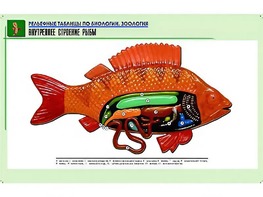 Рельефная таблица "Внутреннее строение рыбы" (формат А1, матовое ламинирование) - fgospostavki.ru - Муравленко