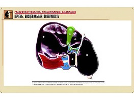 Рельефная таблица "Печень. Висцеральная поверхность" (формат А1, матовое ламинирование) - fgospostavki.ru - Муравленко