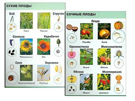 Коллекция "Семена и плоды" - fgospostavki.ru - Муравленко