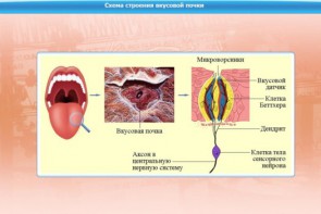 Интерактивные курсы. Биология 10 класс. Расширенный. - fgospostavki.ru - Муравленко