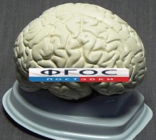 Модель "Мозг в разрезе" (белый) - fgospostavki.ru - Муравленко
