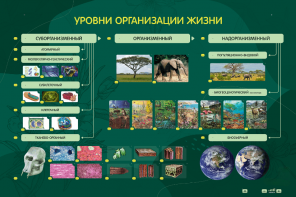 Электрифицированный стенд "Уровни организации жизни" - fgospostavki.ru - Муравленко
