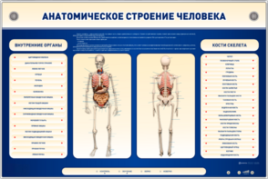 Электрифицированный стенд-тренажер c макетом скелета "Анатомическое строение человека" - fgospostavki.ru - Муравленко