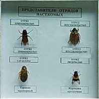 Коллекция энтомологическая "Представители отряда насекомых" - fgospostavki.ru - Муравленко