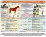 Комплект плакатов "Служебное коневодство" - fgospostavki.ru - Муравленко