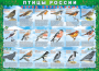 Комплект таблиц "Птицы России (4 листа)" (100х140 сантиметров, винил) - fgospostavki.ru - Муравленко